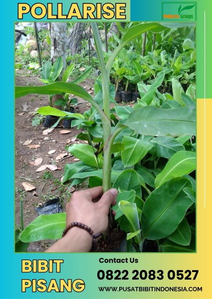 CALL 0822.2083.0527 Jual Bibit Pisang Cavendish Sunpride