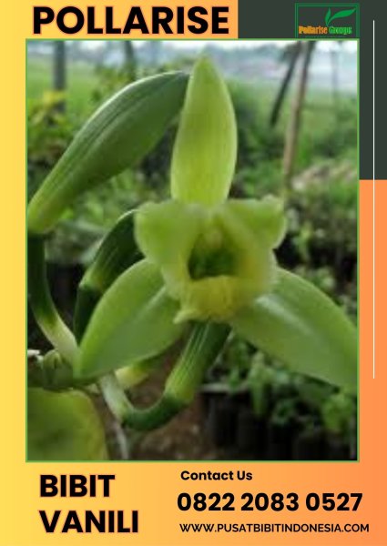 0822.2083.0527 (Tsel) Pollarise  Sentral Bibit Vanili Palembang