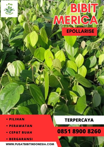 0851.8900.8260 (tsel) epollarise Bibit Lada Perdu LampungPerdu Tasikmalaya Jawa Barat