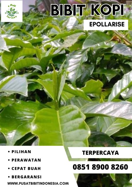0851 8900 8260 ( Tsel ) epollarise  Bibit Kopi, Bibit Kopi Lampung