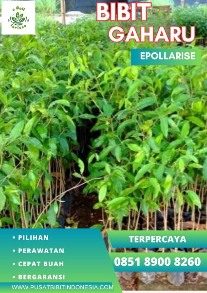 0851 8900 8260 (TSEL) epollarise Bibit Gaharu Pekanbaru