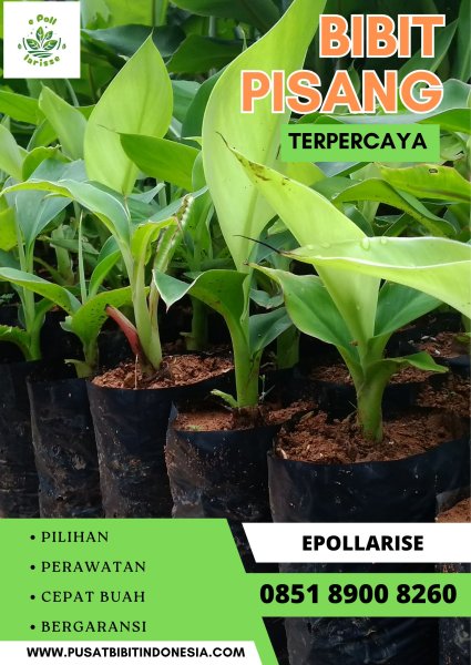 CALL 0851 8900 8260   Bibit Pisang Jawa Timur