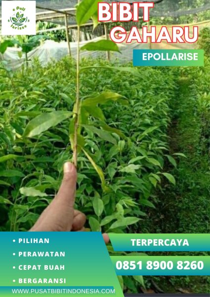 0851 8900 8260 (TSEL) epollarise Bibit Gaharu Kynam