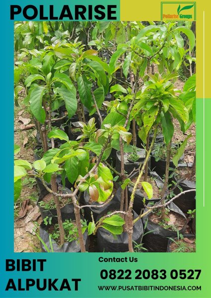 0822.2083.0527 (TSEL) Pollarise Jual Bibit Alpukat Aligator Di Medan, Harga Bibit Alpukat Aligator Di Blitar