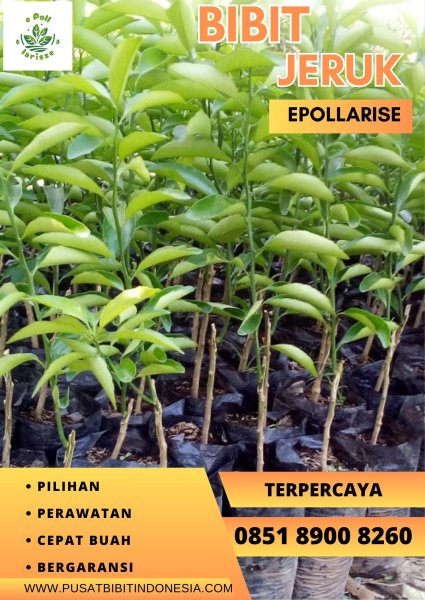 0851.8900.8260 (tsel)  e pollarise  Perawatan Bibit Jeruk Nagami