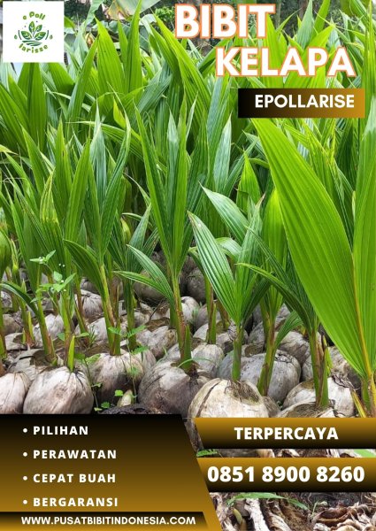 0851.8900.8260 (TSEL) epollarise  Jual Bibit Kelapa Hibrida Di Sumatera Utara