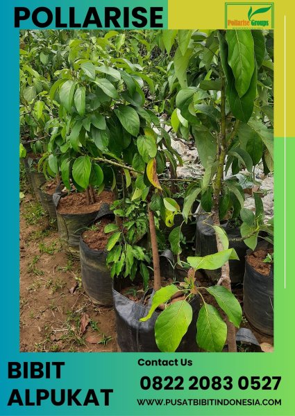 0822 2083 0527 (TSEL) Pollarise  Bibit Alpukat Mentega Bali, Bibit Buah Alpukat Mentega