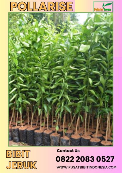 0822.2083.0527 (Tsel) Pollarise  Bibit Jeruk Nipis Super