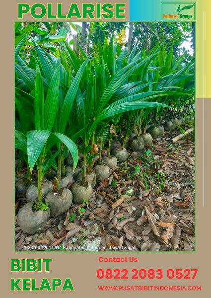 0822.2083.0527 (Tsel) Benih Kelapa Genjah Entok Kabupaten Kebumen Jawa Tengah
