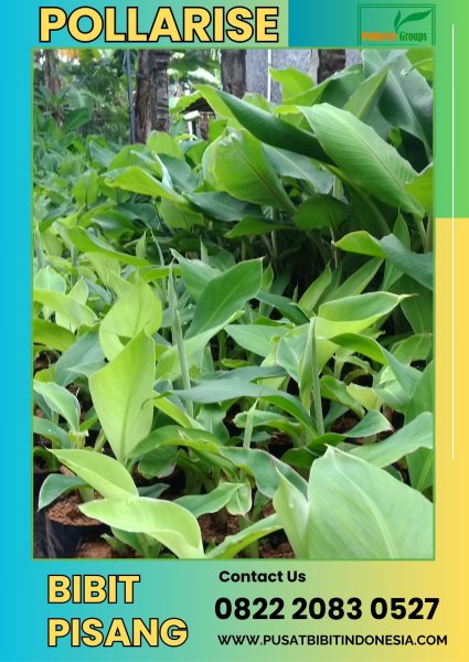 CALL 0822.2083.0527 Bibit Pisang Cavendish Jakarta