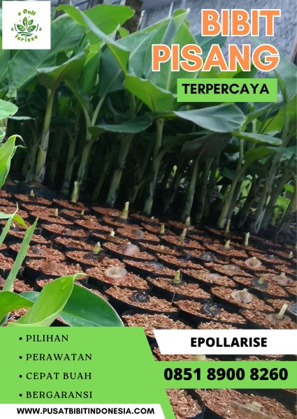 CALL 0851 8900 8260  Bibit Pisang Unggul