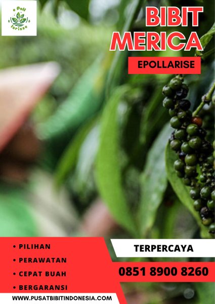 0851.8900.8260 (tsel) epollarise  Benih Lada Perdu