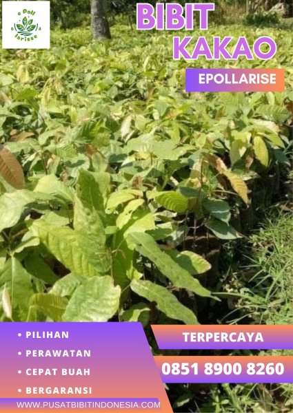 0851 8900 8260 (TSEL) epollarise Bibit Kakao Di Siantar, Bibit Kakao Edel