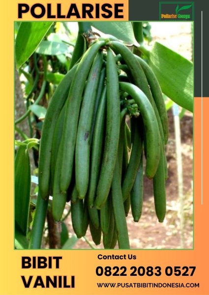 0822.2083.0527 (Tsel) Pollarise  Sentral  Harga Bibit Vanili Di Malang