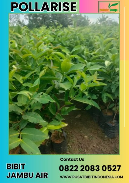 0822 2083 0527 (TSEL) Pollarise, Bibit Jambu Air Green Giant