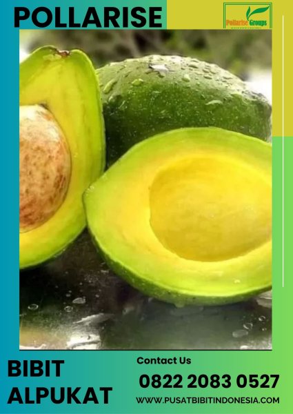 0822.2083.0527 (TSEL) Pollarise Bibit Alpukat Aligator Bandung, Bibit Alpukat Aligator Blitar