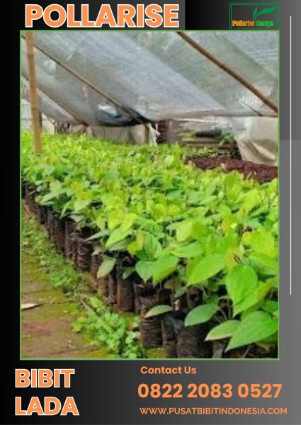 0822.2083.0527 (Tsel) Pollarise Bibit Lada Bagus