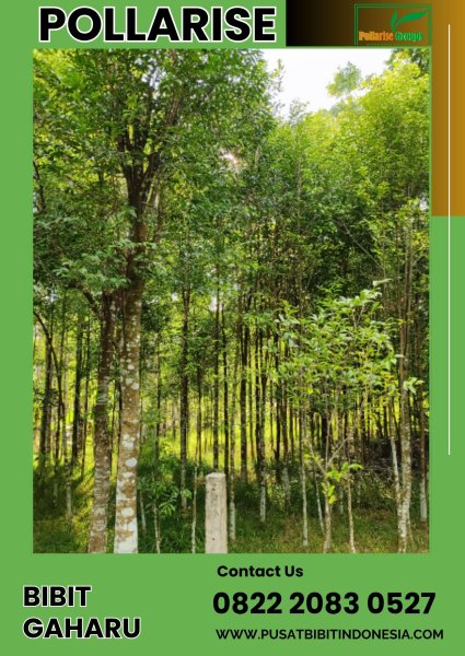 0822 2083 0527 (TSEL) Pollarise Bibit Gaharu Pekanbaru