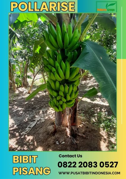 CALL 0822.2083.0527 Jual Bibit Pisang Cavendish Jawa Timur