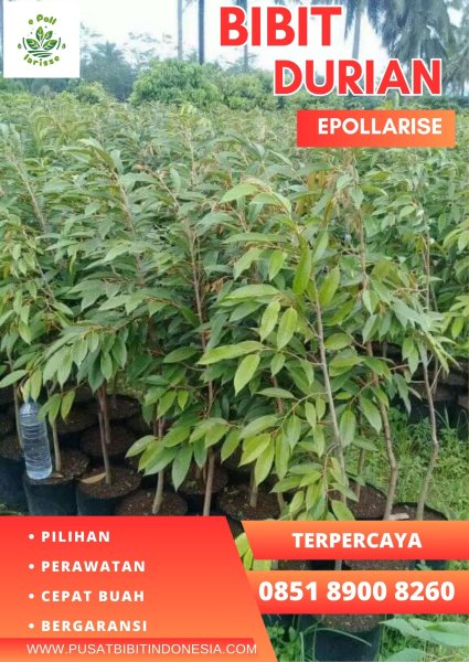 0851.8900.8260 (Tsel)  Harga Bibit Durian Montong Di Lampung, Bibit Durian Montong Malang