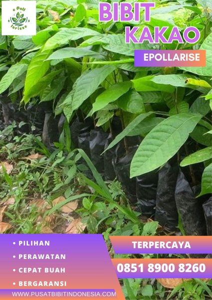 0851 8900 8260 (TSEL) epollarise Bibit Kakao Berkualitas, Bibit Buah Kakao
