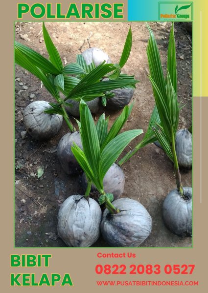 0822.2083.0527 (Tsel) Jual Benih Kelapa Genjah Entok Jogja