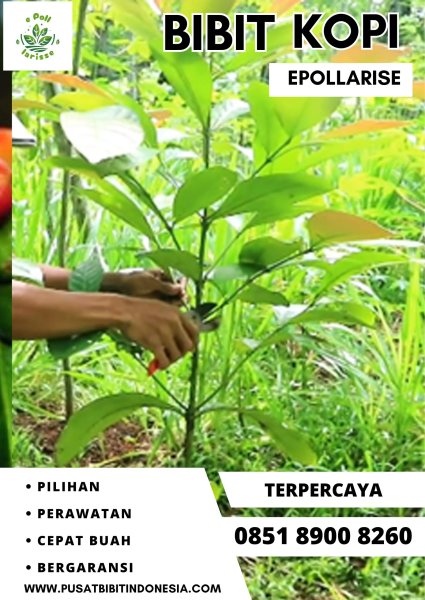 0851 8900 8260 ( Tsel ) epollarise  Bibit Kopi, Bibit Kopi Robusta Unggul
