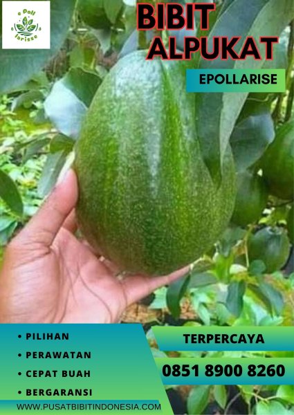 0851.8900.8260 (tsel) epollarise,  Bibit Alpukat Aligator
