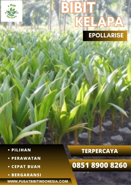 0851.8900.8260 (TSEL) epollarise  Jual Bibit Kelapa Hibrida Jawa Timur