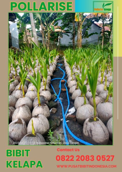 0822.2083.0527 (Tsel) Benih Kelapa Genjah Entok Kabupaten Kebumen Jawa Tengah
