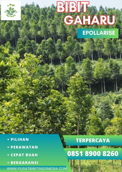 0851 8900 8260 (TSEL) epollarise Jual Bibit Gaharu Kabupaten Deli Serdang