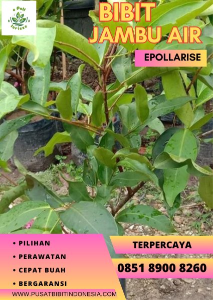 0851 8900 8260 (TSEL) Jual Bibit Jambu Air Citra Jumbo