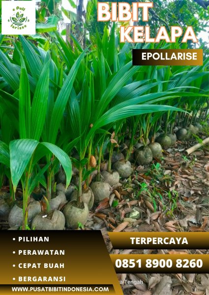 0851.8900.8260 (TSEL) epollarise  Jual Bibit Kelapa Hibrida Bandung
