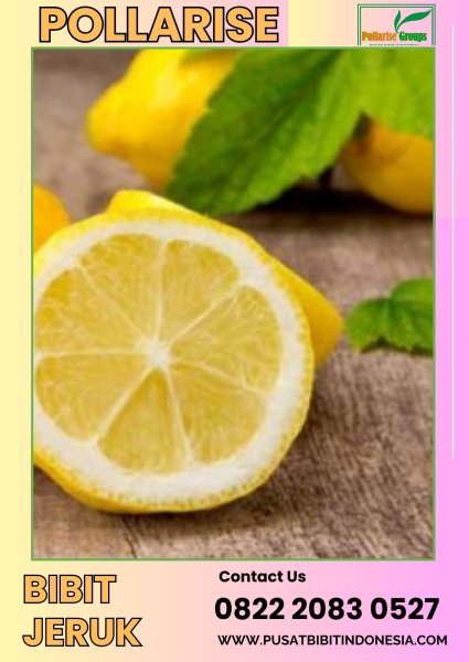 0822.2083.0527 (Tsel) Pollarise  Bibit Jeruk Nipis Di Malang