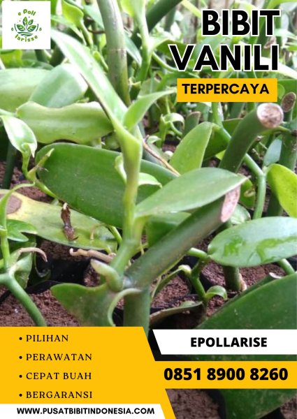 0851.8900.8260 (tsel) e pollarise  Bibit Vanili Yogyakarta