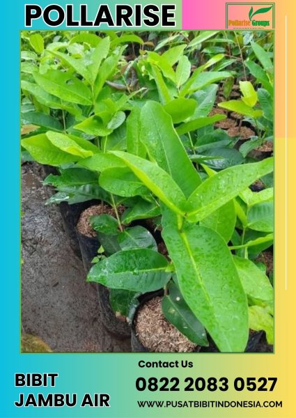 0822 2083 0527 (TSEL) Jual Bibit Jambu Air Hitam