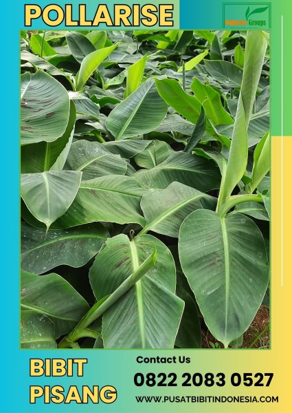 CALL 0822.2083.0527 Jual Bibit Pisang Barangan Merah Di Medan