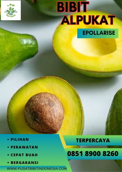 0851.8900.8260 (tsel) epollarise   Bibit Alpukat Miki Di Malang