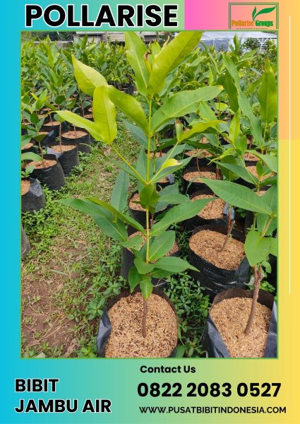 0822 2083 0527 (TSEL) Pollarise, Bibit Jambu Air Apel