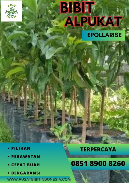 0851.8900.8260 (tsel) epollarise,  Bibit Alpukat Kendil