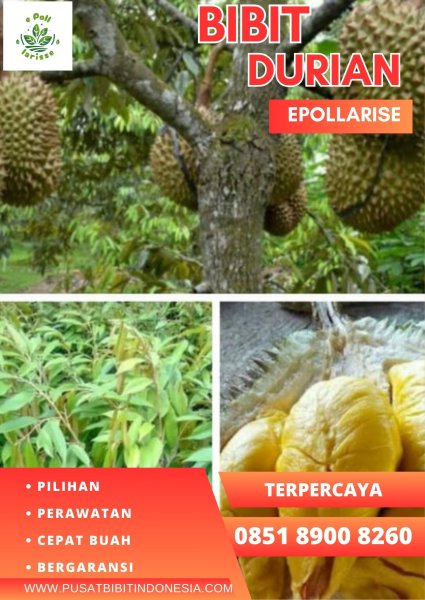 0851.8900.8260 (Tsel)  Bibit Durian Montong Di Kediri, Bibit Durian Montong Di Kendari