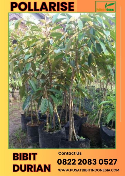 Pollarise 0822.2083.0527 (Tsel)   Bibit Durian Musang King Di Malang