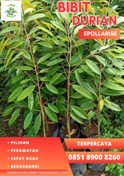 0851.8900.8260 (Tsel)  Bibit Durian Montong Magelang, Bibit Durian Montong Murah