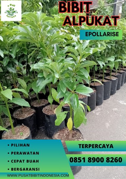 0851.8900.8260 (tsel) epollarise,  Bibit Alpukat Mentega Super