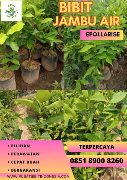 0851 8900 8260 (TSEL) Jual Bibit Jambu Air Taiwan Super Green