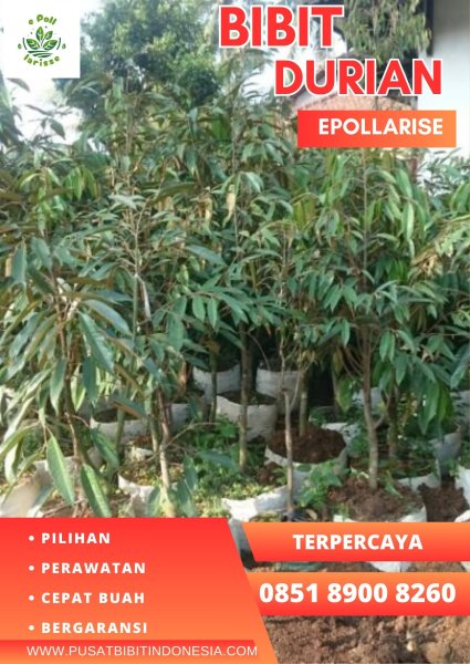 0851.8900.8260 (Tsel)  Bibit Durian Montong Salaman, Bibit Durian Montong Surabaya
