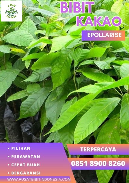 0851 8900 8260 (TSEL) epollarise Bibit Kakao, Bibit Kakao Bersertifikat |