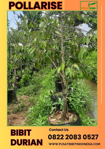 Pollarise 0822.2083.0527 (Tsel)   Bibit Durian Musang King Lampung