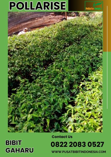 0822 2083 0527 (TSEL) Pollarise Bibit Kayu Gaharu Asli