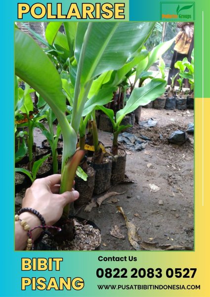 CALL 0822.2083.0527 Jual Bibit Pisang Raja Bulu